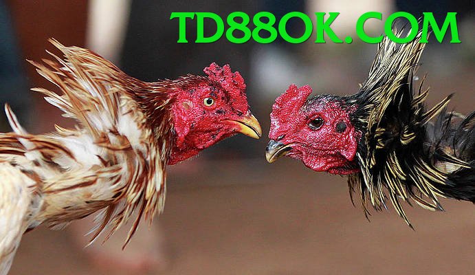 Đá Gà Trực Tiếp - Trải nghiệm tuyệt vời - Giải đấu